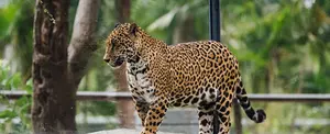 Un adolescente es atacado por un jaguar en  México
