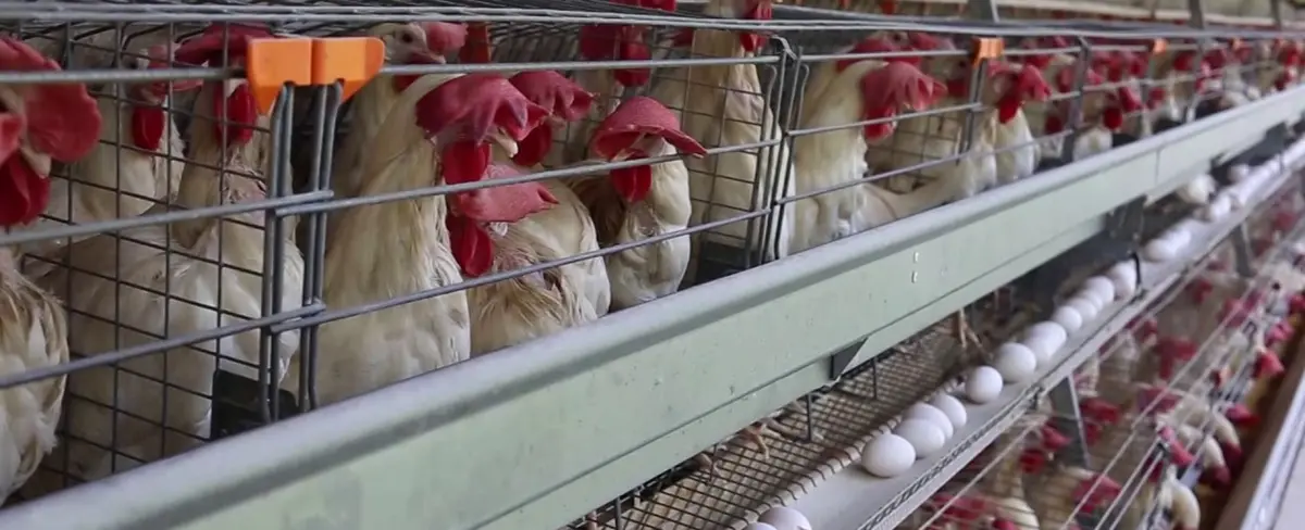 Nicaragua reporta aumento en más del 6% en producción de aves