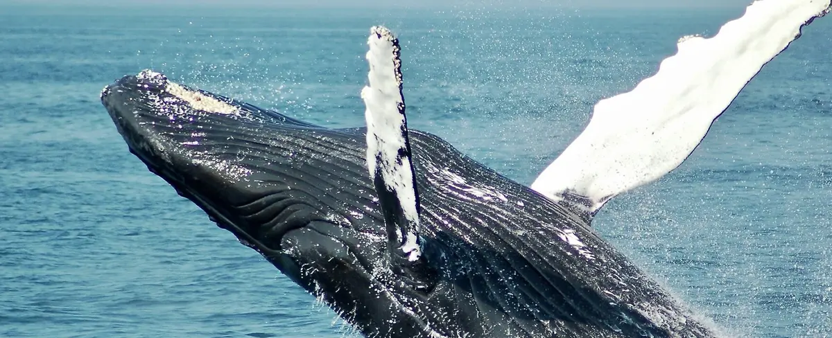 Una ballena casi se traga a dos chicas que navegaban en kayak