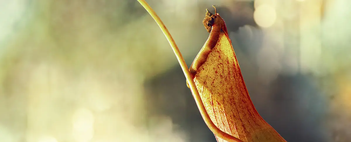 Hallan especie de planta carnívora que desarrolla sus trampas bajo tierra