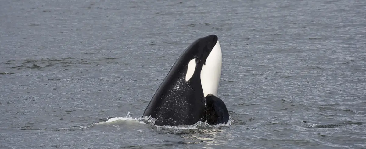 Impactantes imágenes: Dron capta a orcas devorando a un tiburón blanco
