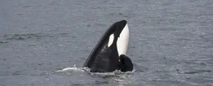 Impactantes imágenes: Dron capta a orcas devorando a un tiburón blanco