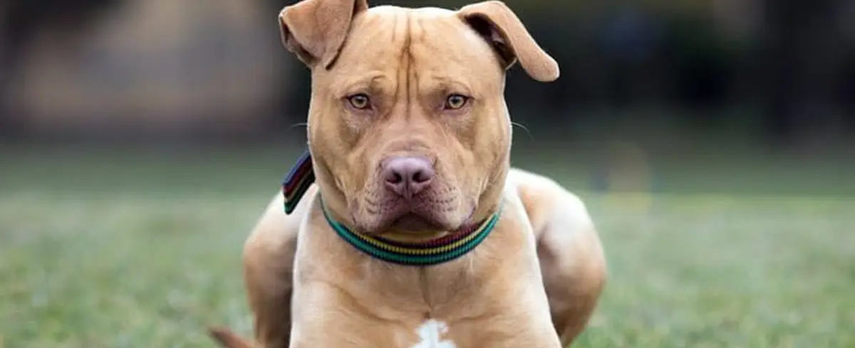 Una mujer en EE.UU. muere tras ser atacada por dos perros pitbull a los que cuidaba