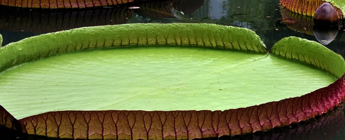 Descubren una nueva especie de nenúfar gigante en Londres