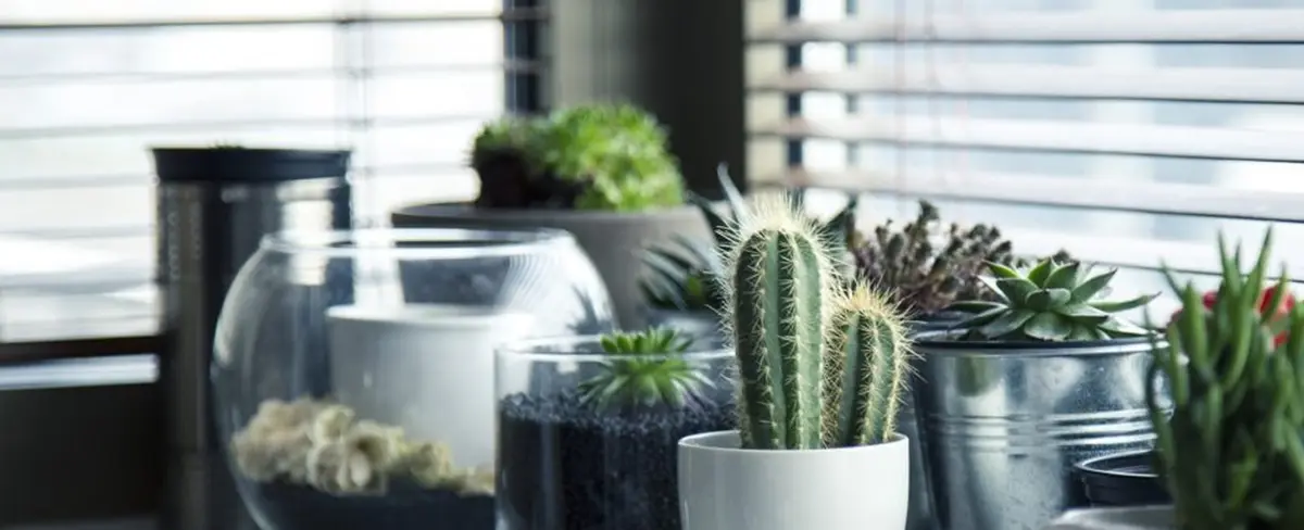 Las plantas producen su propia aspirina para protegerse del estrés ambiental, revelan científicos