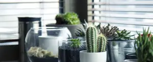 Las plantas producen su propia aspirina para protegerse del estrés ambiental, revelan científicos