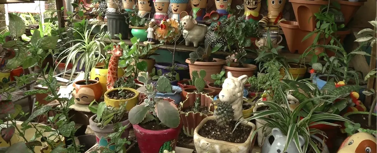 Alcaldía premia los 8 mejores jardines de Managua