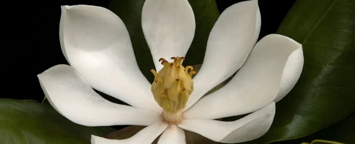 Descubren en Haití una especie de magnolia que se creía extinta