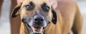 Estudio revela que los perros lloran de emoción