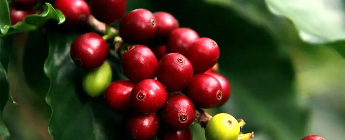 Hacienda prevé exportación de 700 millones de dólares del café oro