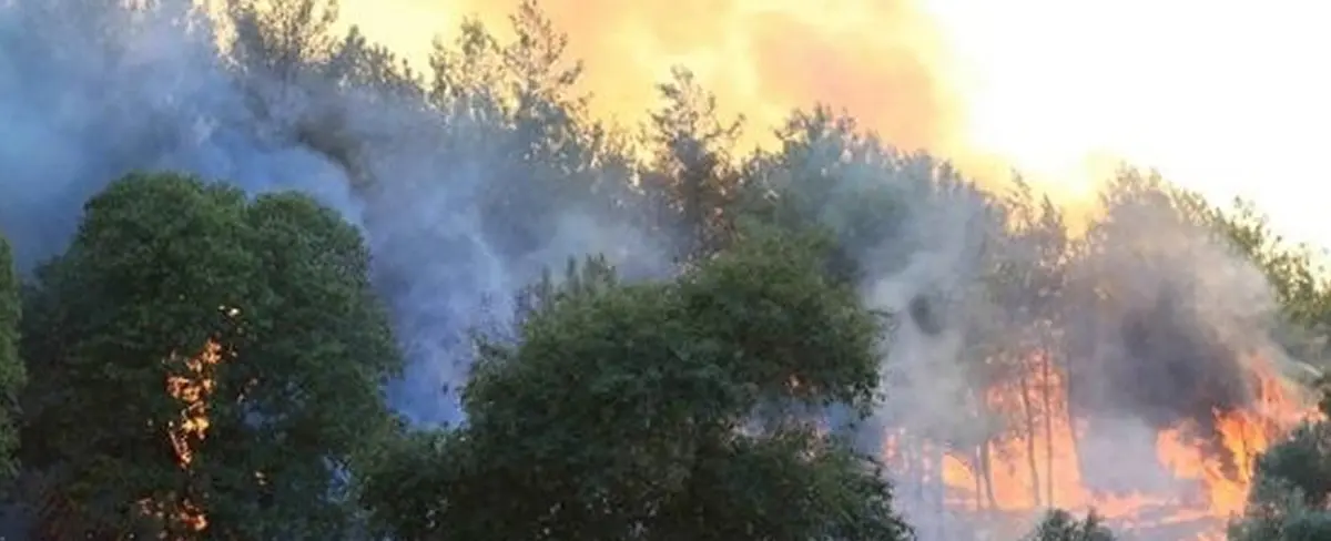 Incendios forestales en Argelia dejan al menos 38 muertos