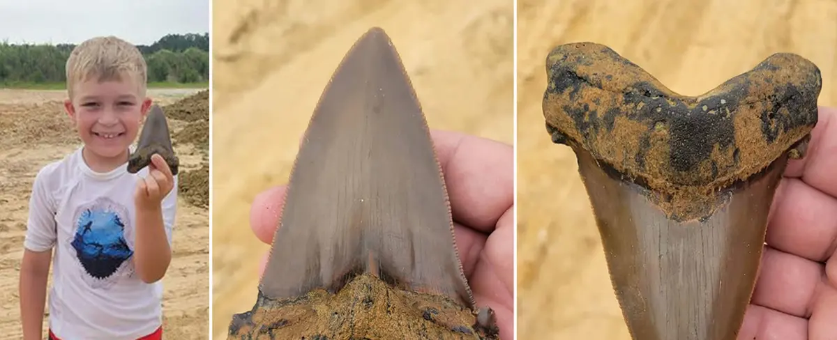 Niño encuentra diente de tiburón extinto desde hace 33 millones de años