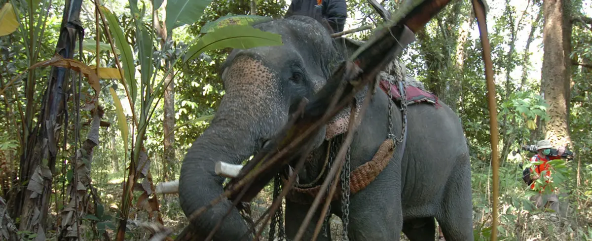 Tailandia: Elefante ataca a su adiestrador tras afectación por el calor extremo