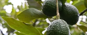 Instan a los australianos a consumir más aguacates por exceso de oferta