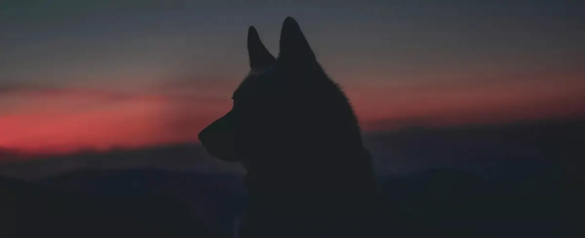 Encarcelan a británico que mordió a un perro policía