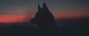 Encarcelan a británico que mordió a un perro policía
