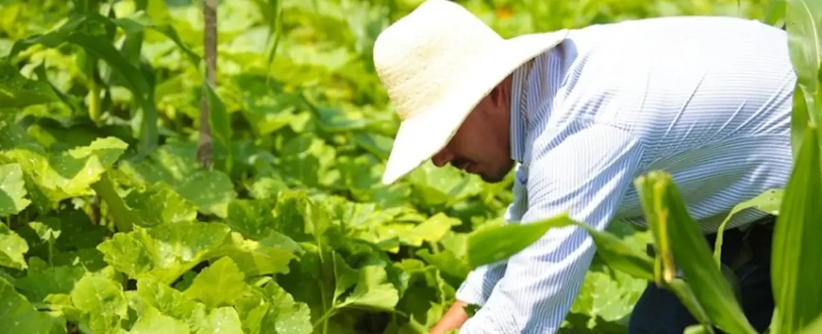 Casi 100 mil familias son atendidas en el manejo de sus cultivos