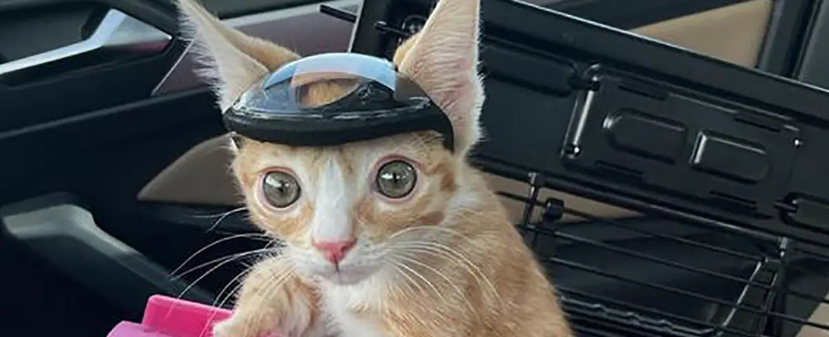 Un gato con problemas de movilidad debe usar un casco para evitar golpearse con objetos