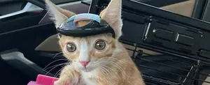 Un gato con problemas de movilidad debe usar un casco para evitar golpearse con objetos