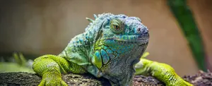 Nacen iguanas terrestres en una isla de Galápagos después de dos siglos