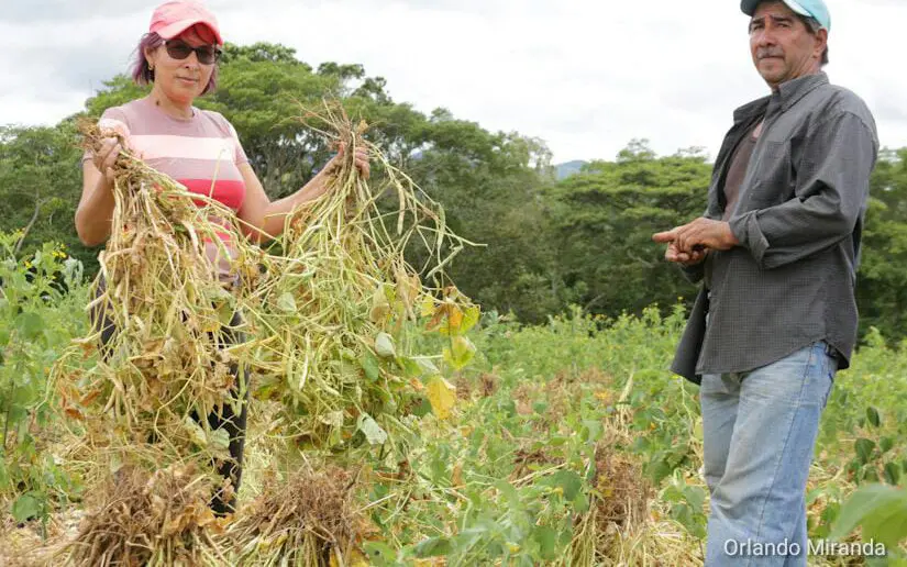 Programa Adelante avanza a buen ritmo para el apoyo de familias productoras
