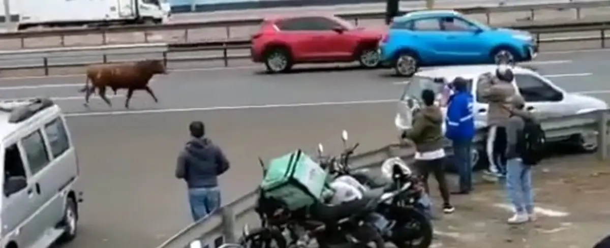 Un toro suelto causa estragos en una carretera en Perú
