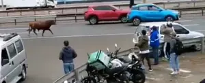 Un toro suelto causa estragos en una carretera en Perú