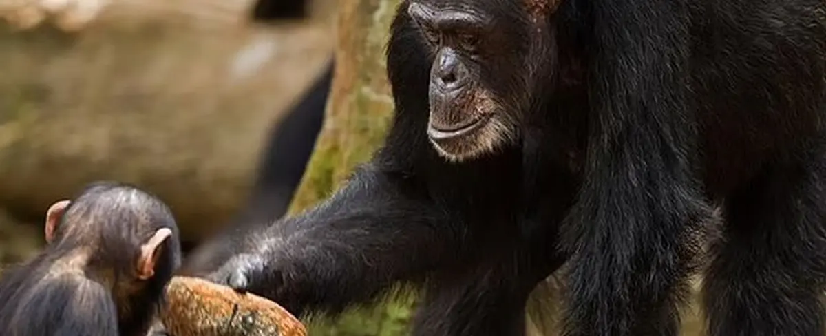 Muere Fana, la chimpancé más vieja de un grupo en peligro de extinción