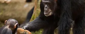Muere Fana, la chimpancé más vieja de un grupo en peligro de extinción