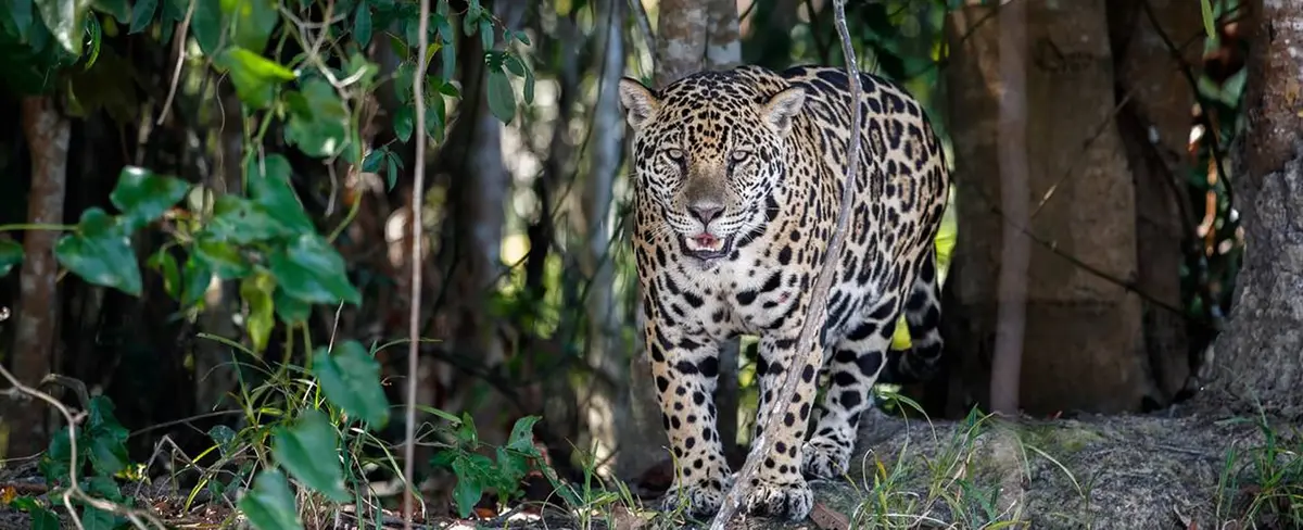 Programa de Inteligencia Artificial contribuye a preservar el Jaguar en México   