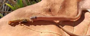 Hallan muerta un ejemplar de la serpiente más rara de Norteamérica