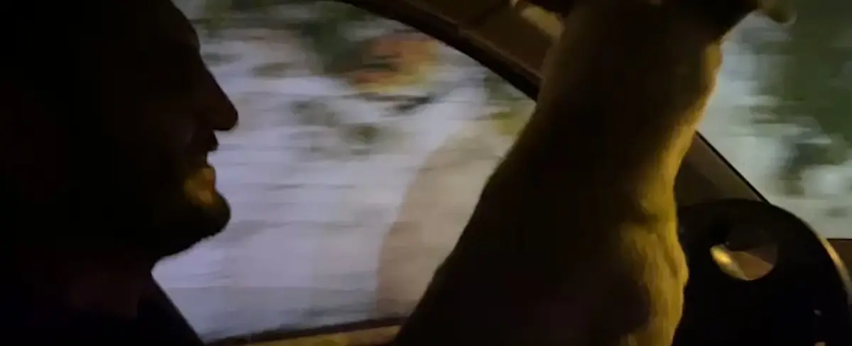 Arrestan a un hombre que puso a su perro a conducir en Israel