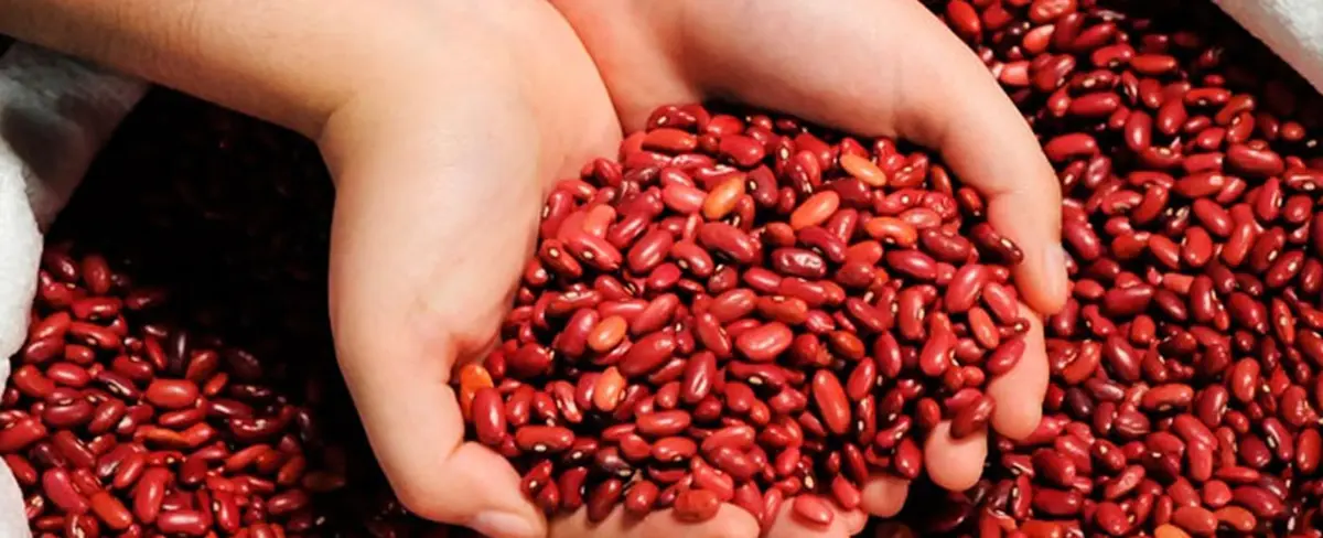 Exportaciones del frijol rojo alcanza más de 1 millón 700 mil quintales