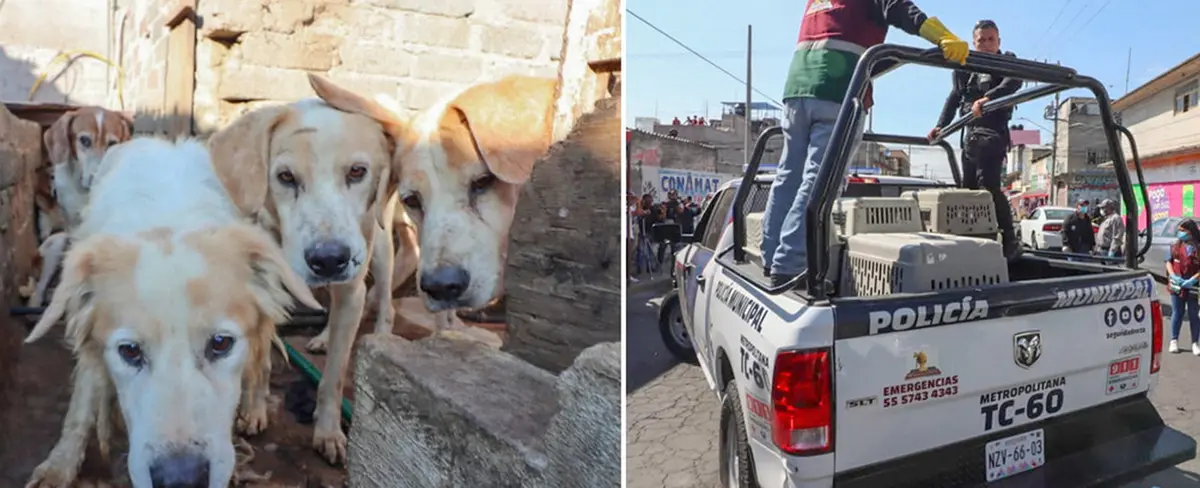 México: rescatan a más de 70 perros que presuntamente eran sacrificados para consumo humano