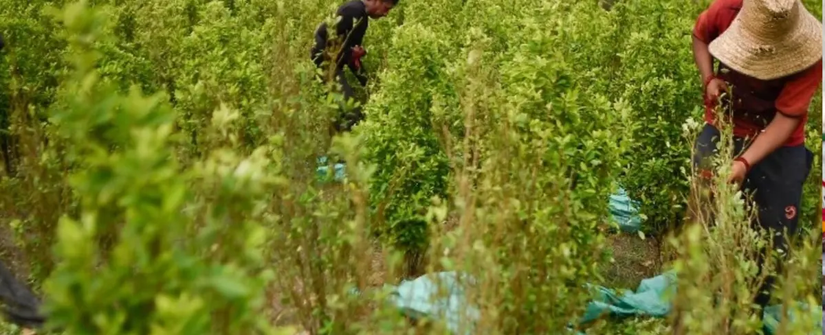 Colombia marcó récord de producción de coca en el Gobierno de Duque