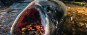 Hallan muertos miles de salmones en un arroyo de Canadá