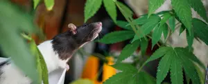 India: policías culpan a ratas de comerse más de 500 kilos de marihuana