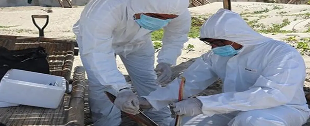 Perú declara emergencia sanitaria por brote de influenza aviar