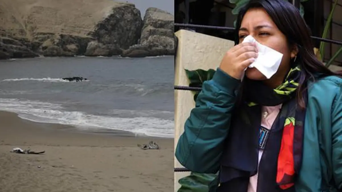 Gripe aviar en Perú ya está controlada, según autoridades