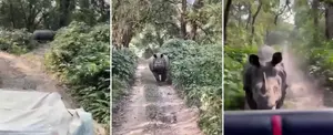 Rinoceronte persigue a un grupo de turistas en la India
