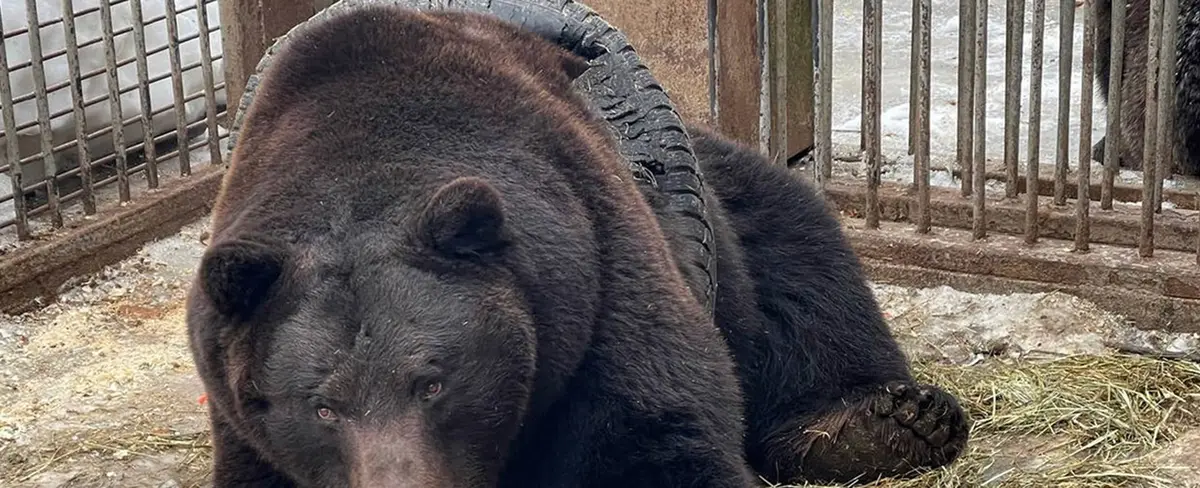 Rusos salvan a un oso pardo atrapado en un neumático