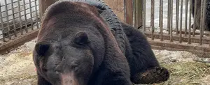 Rusos salvan a un oso pardo atrapado en un neumático
