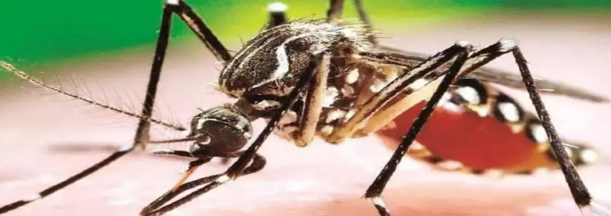 Bolivia: reportan 508 casos de dengue en varios departamentos