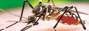 Bolivia: reportan 508 casos de dengue en varios departamentos