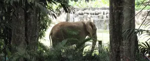 Puerto Rico cerrará el último zoológico de la Isla por deficientes condiciones