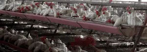 Argentina suma 11 casos de influenza aviar