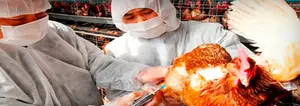 Ecuador vacunará a más de 2 millones de aves contra gripe aviar