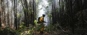 Ascienden a 26 los fallecidos por incendios forestales en Chile