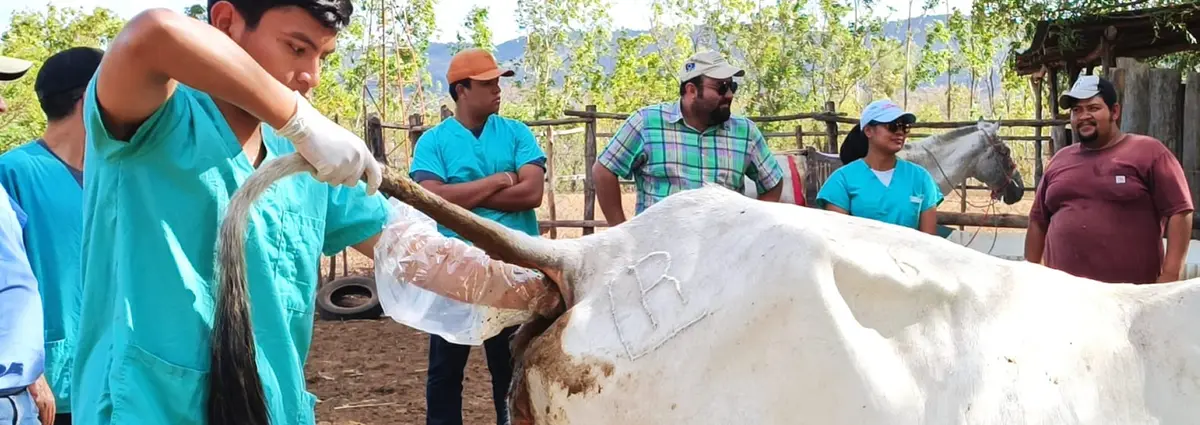 Inta imparte Curso de Inseminación Artificial Bovina en Nueva Segovia