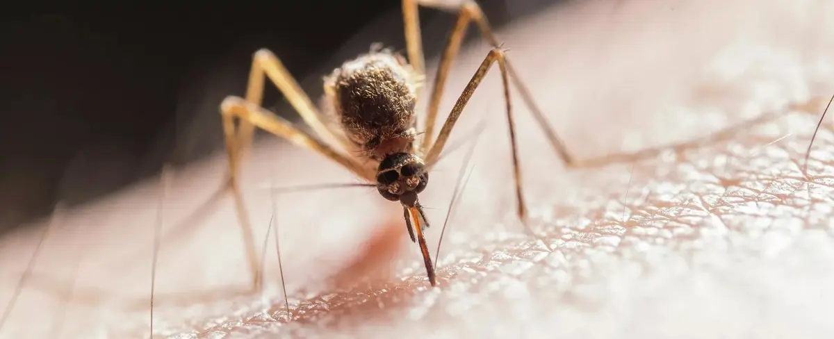 Bolivia planea comprar vacunas japonesas para combatir el dengue